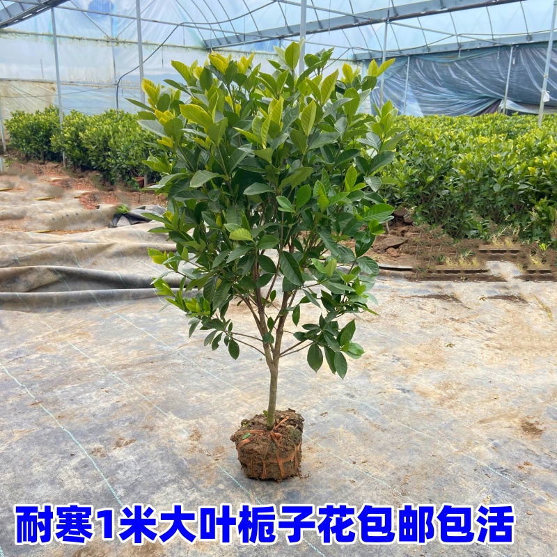 盆栽绿植花卉大叶独杆栀子牡丹