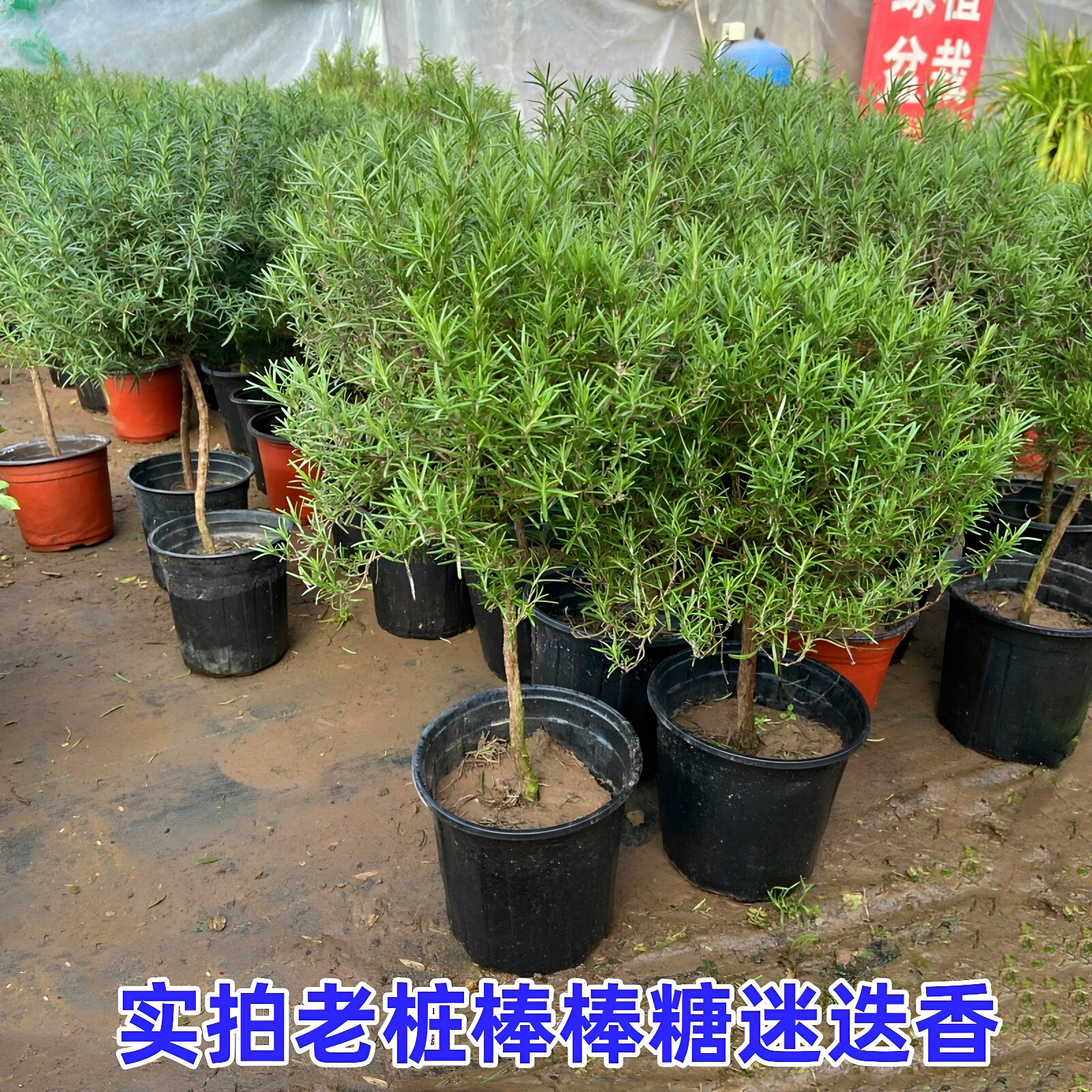 食用迷迭香苗 厨房西餐香草盆栽花卉 阳台庭院提神趣味驱蚊植物