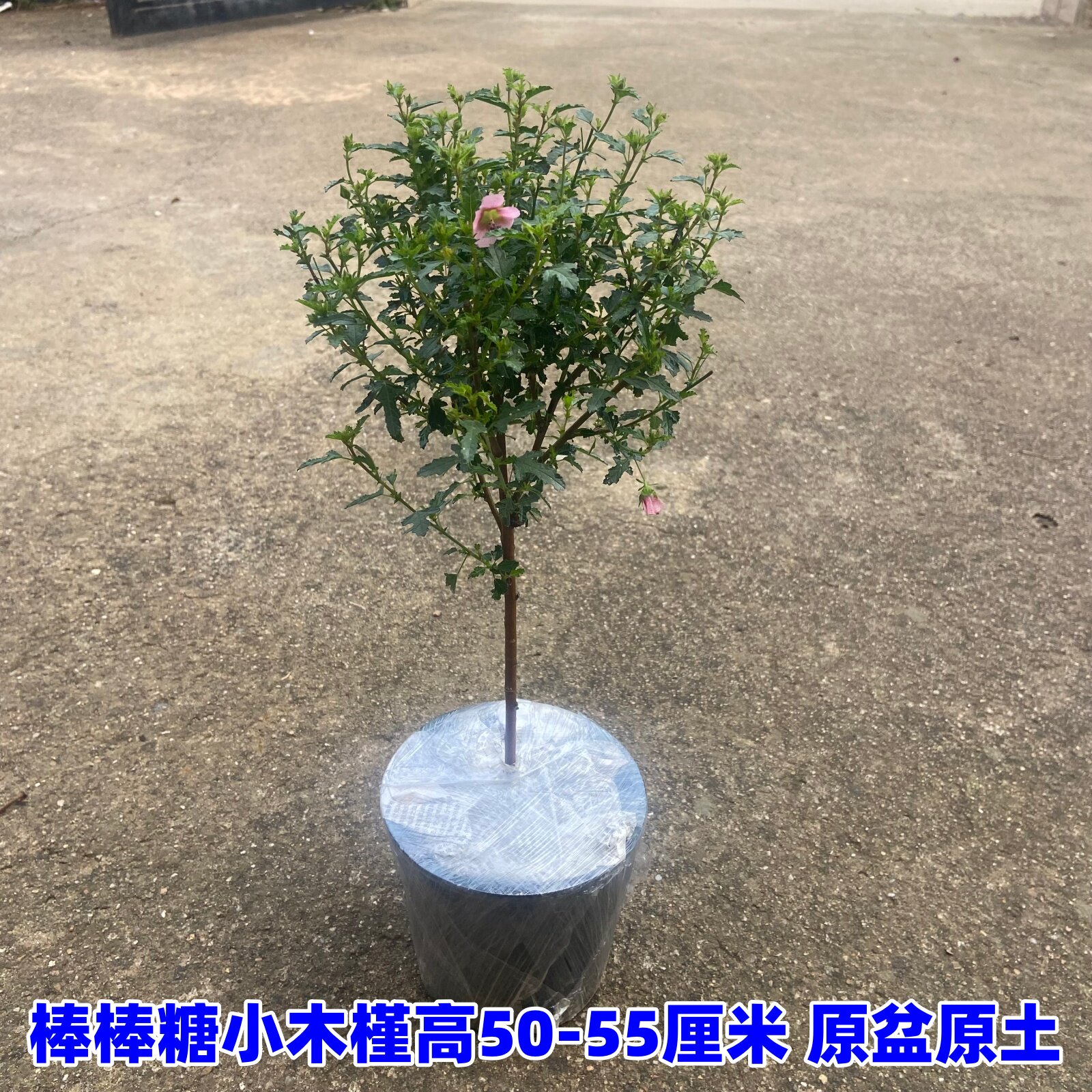 小木槿棒棒糖盆栽花苗小苗阳台庭院 耐热植物微草莓独杆原盆原土