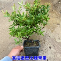 火棘盆栽樹苗吉祥果滿堂