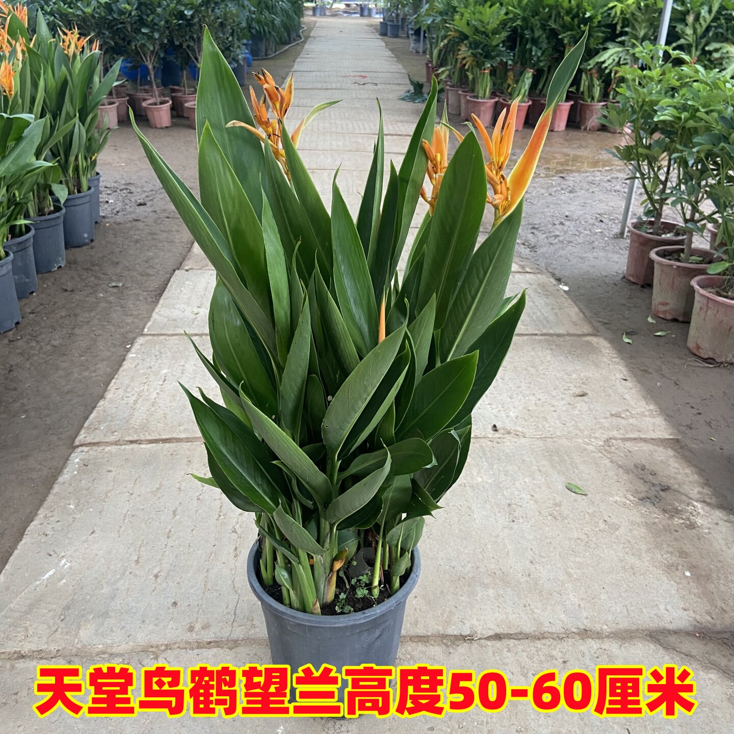客厅大型花卉富贵鸟盆栽