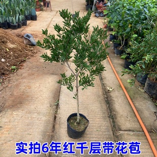 网红红千层树苗庭院植物门前风景树别墅园林绿化苗木耐冻耐寒绿植