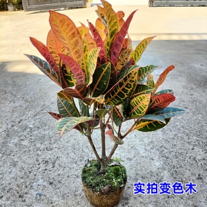 变叶木盆栽走廊阳台观赏常用室外