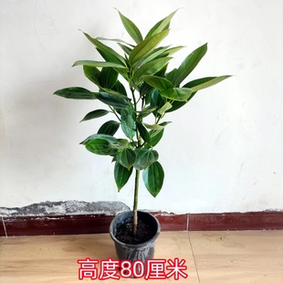 包邮 常青吸甲醛植物 平安树客厅室内大盆栽绿植花卉盆景幸福树四季