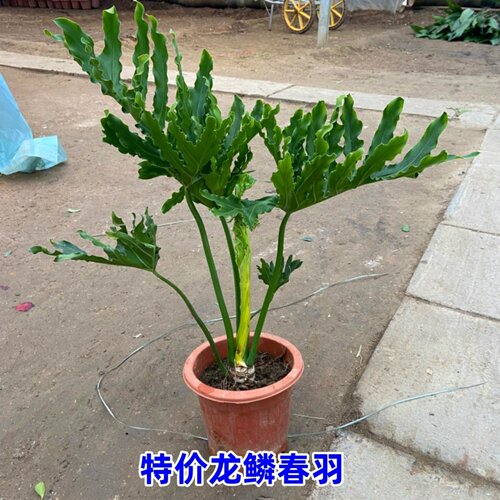 室内大型植物春羽盆栽甲醛净化
