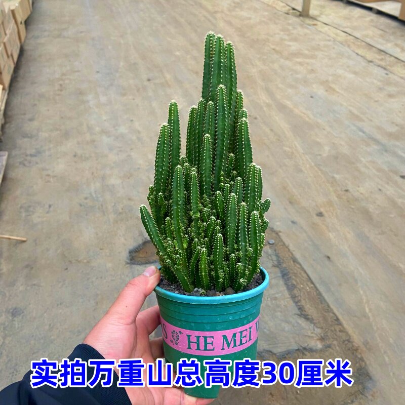 金麒麟彩麒麟万重山阳台绿植室内花卉盆栽防辐射办公多肉植物盆景