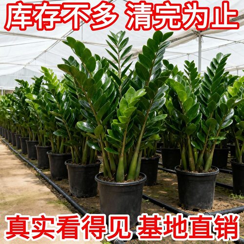 金钱树盆栽植物室内花卉客厅