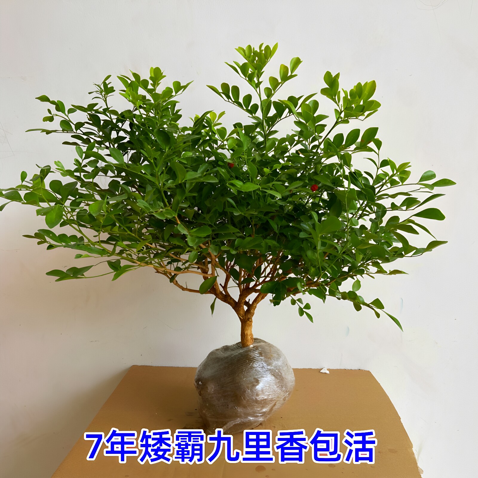 九里香盆栽七里香十里香盆景
