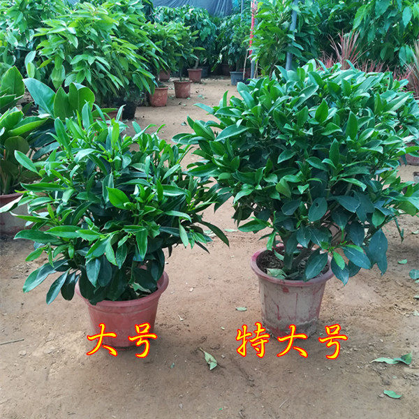 室内美观非洲茉莉开花植物四季