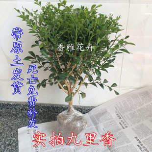 九里香盆栽七里香十里香盆景室内阳台办公室净化空气绿植驱蚊植物
