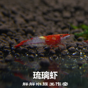 宠物虾观赏虾除燥虾活体虾 0.8 七彩红琉璃虾活体 胖胖鱼房 1.2cm