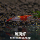 宠物虾观赏虾除燥虾活体虾 胖胖鱼房 1.2cm 0.8 七彩红琉璃虾活体