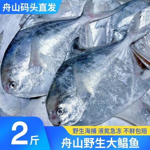 银鲳鱼野生海捕码头直发顺丰空运