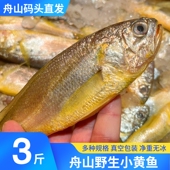 舟山野生小黄鱼新鲜鲜活冷冻东海大黄花鱼海捕海鱼海鲜水产3斤 份