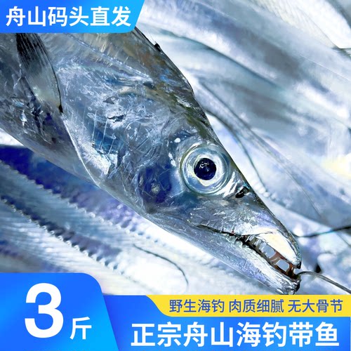 舟山海钓带鱼码头直发海钓捕捞