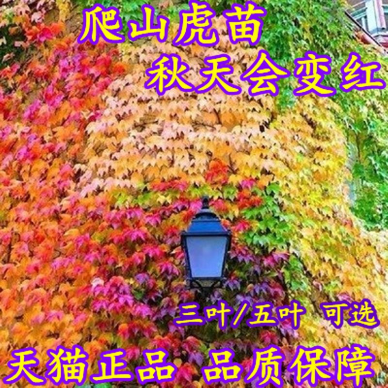 爬山虎树苗爬藤植物四季三叶五叶爬山虎苗盆栽户外庭院易活爬墙虎