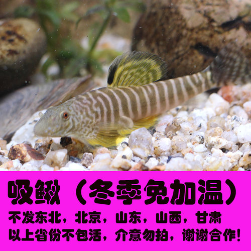 冷水清道夫垃圾鱼除藻多少钱-冷水清道夫垃圾鱼除藻价格- 小麦优选
