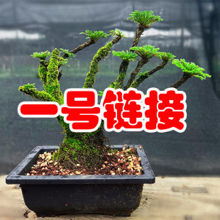 一物一拍卷柏九死还魂草 一物一选 一号链接