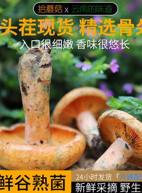 拾蘑菇 云南新鲜谷熟菌500g 三九菇松乳树枞姑铜绿菌寒菌野生菌菇