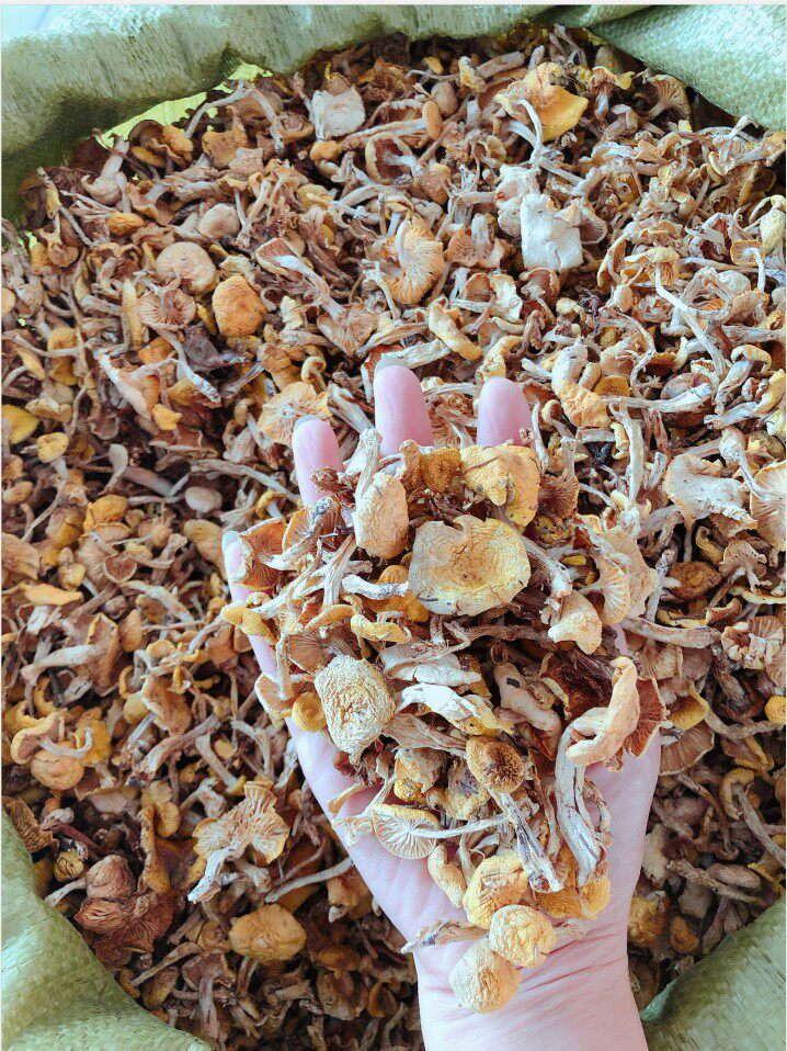 东北特产野生小黄蘑菇500g干货小鸡炖蘑菇松树黄油蘑煲汤菌类新鲜