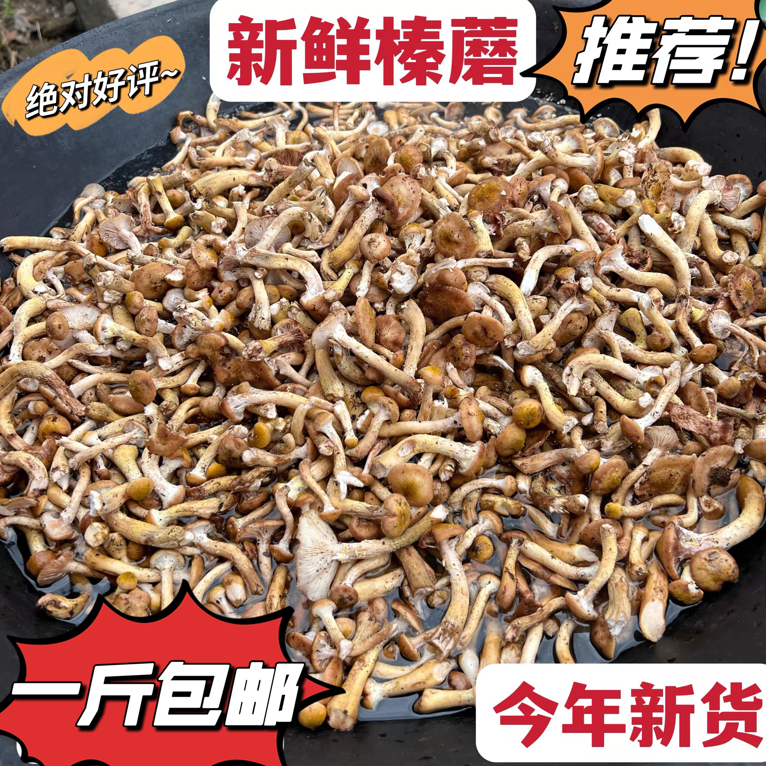 2026东北特产长白山新鲜腌制榛蘑芽小鸡炖蘑菇新鲜菌菇500g包邮