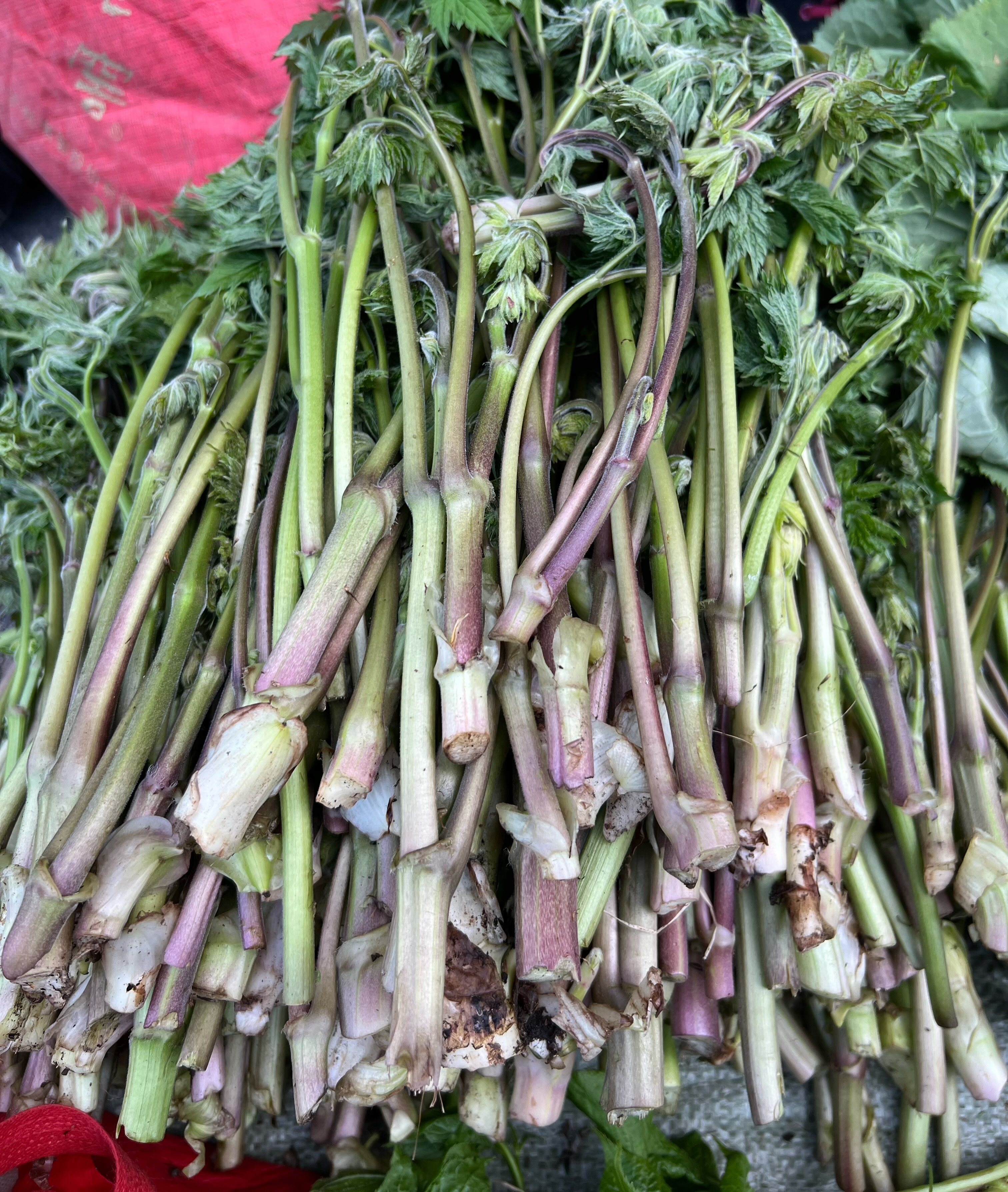 东北野菜苦龙牙野生苦力芽新鲜苦嫩芽苦龙芽500g 蘸酱菜 三斤包邮