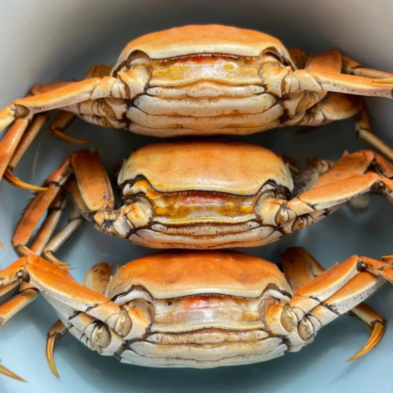 全母鲜活大闸蟹净重发货顺丰包邮