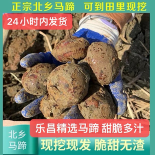 正宗乐昌北乡新鲜马蹄荸荠特大果生吃现挖水果蔬菜广东韶关特产