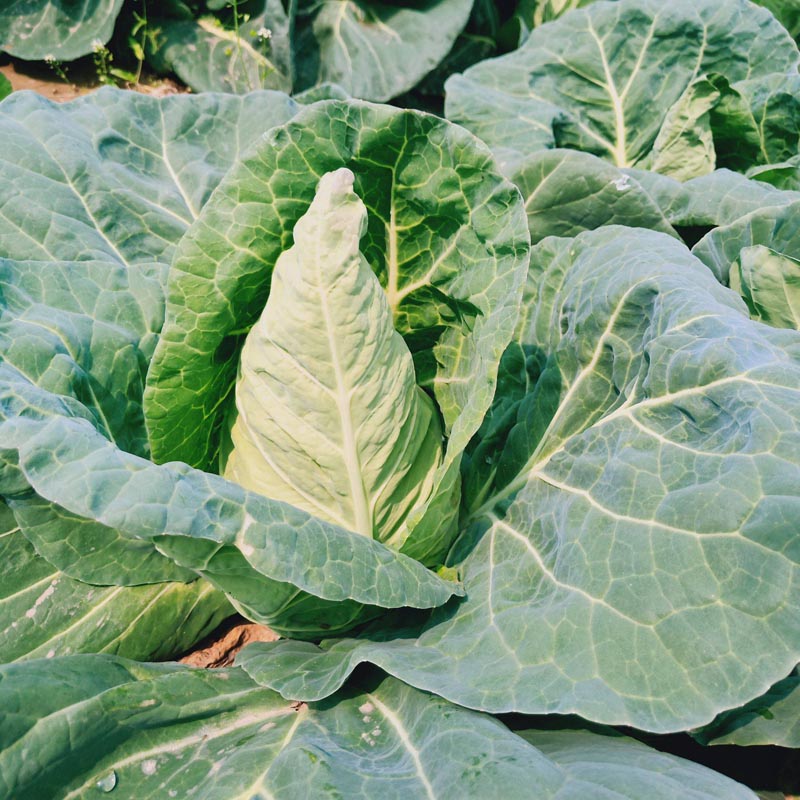 牛角心甘蓝种子争春越冬包菜种农户大面积种植蔬菜种孑秋冬季包邮