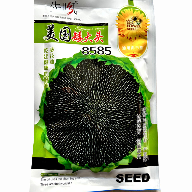美国矮大头8585 矮油葵种子美国榨油早熟高产食用高油杂交葵花籽