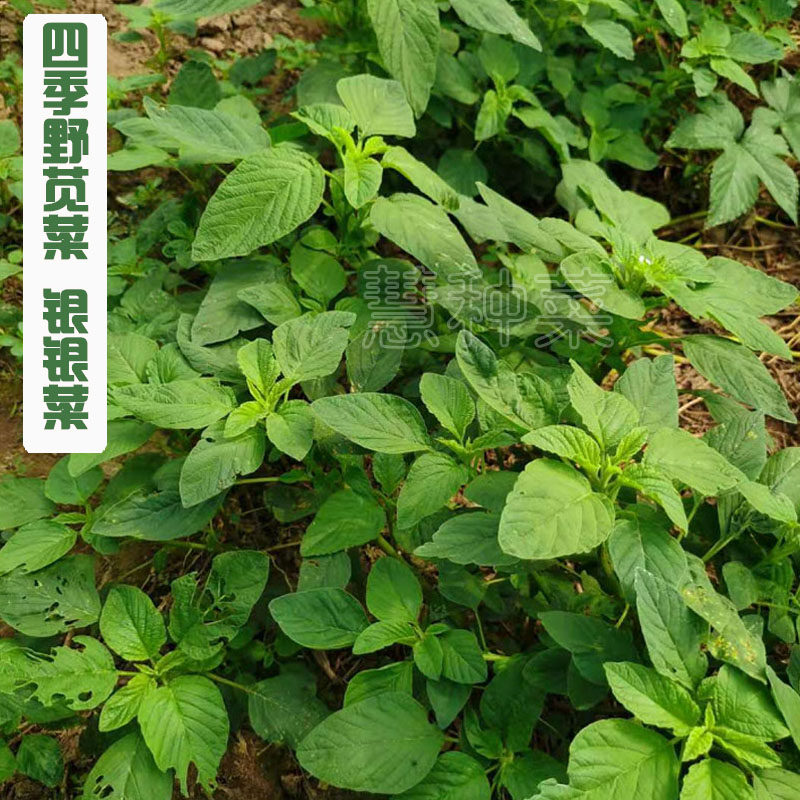 银银菜种子绿苋菜山野菜野苋菜白苋菜种籽阳台盆栽四季蔬菜籽 - 实物图