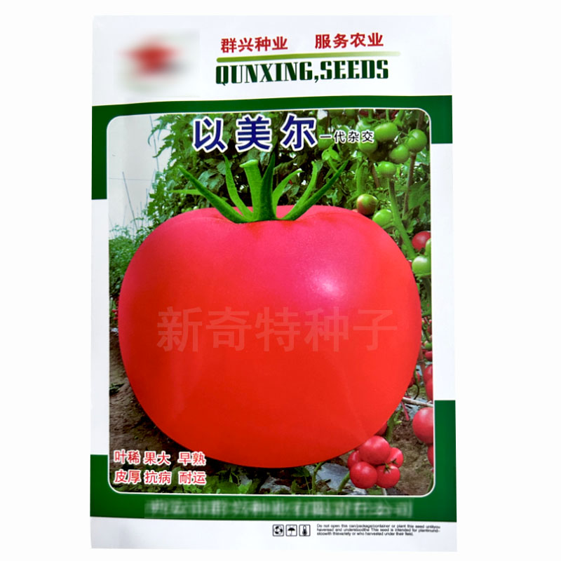 28号番茄种子粉红色冬早春