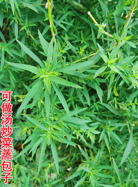 铁扫帚种子野生直立地肤子