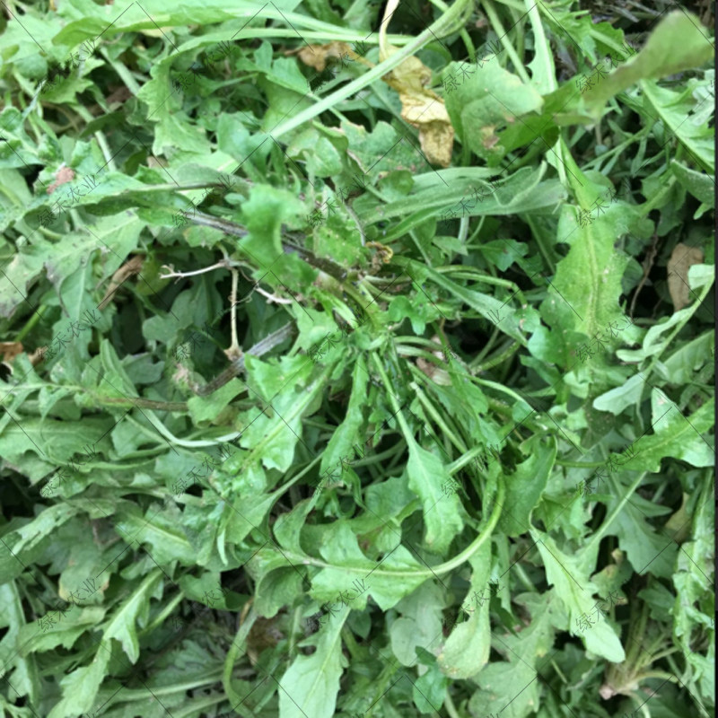 荠菜种子大全农家四季大叶春野菜种籽食用盆栽荠菜种孑青菜籽秋冬