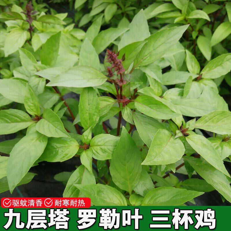 九层塔种子食用台湾金不换蔬菜