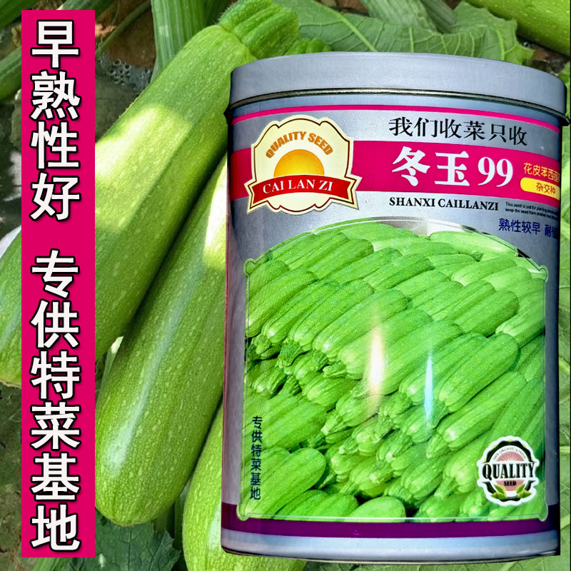 早熟绿皮西葫芦种子基地种植菜瓜