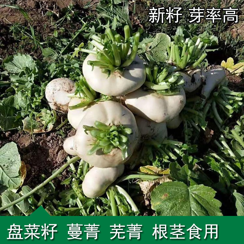 磨盘菜种子盘菜籽芜菁蔬菜种子阳台根茎籽特种四季种植盆栽包邮