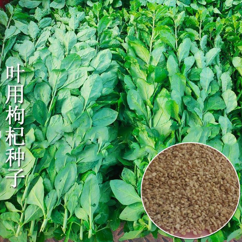 叶用枸杞芽种子菜用杞芽菜种苗食用无果枸蔬菜四季盆栽家庭园艺