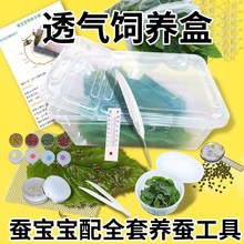 蚕宝宝活体新鲜套装桑叶七彩金丝彩色蚕卵蚕种嫩桑叶学生养桑蝉卵