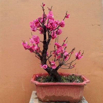 红梅绿梅游龙梅梅花绿植花卉冬季赏花开花盆栽盆景