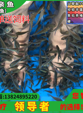 鱼苗亲亲鱼淡水鱼疗鱼足疗鱼