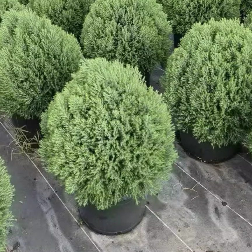 皮球松盆栽皮球柏树苗四季常青庭院阳台植物球形植物耐寒绿植