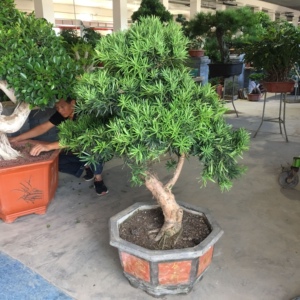 大型古桩罗汉松盆栽绿植花卉礼品绿植乔迁贺礼北京送货上门简