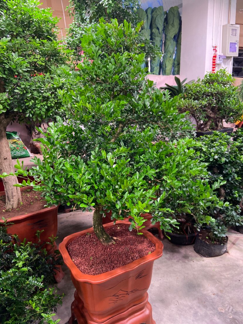 九里香盆景绿植花卉北京发货送货上门简单好养净化空气吸甲醛造型