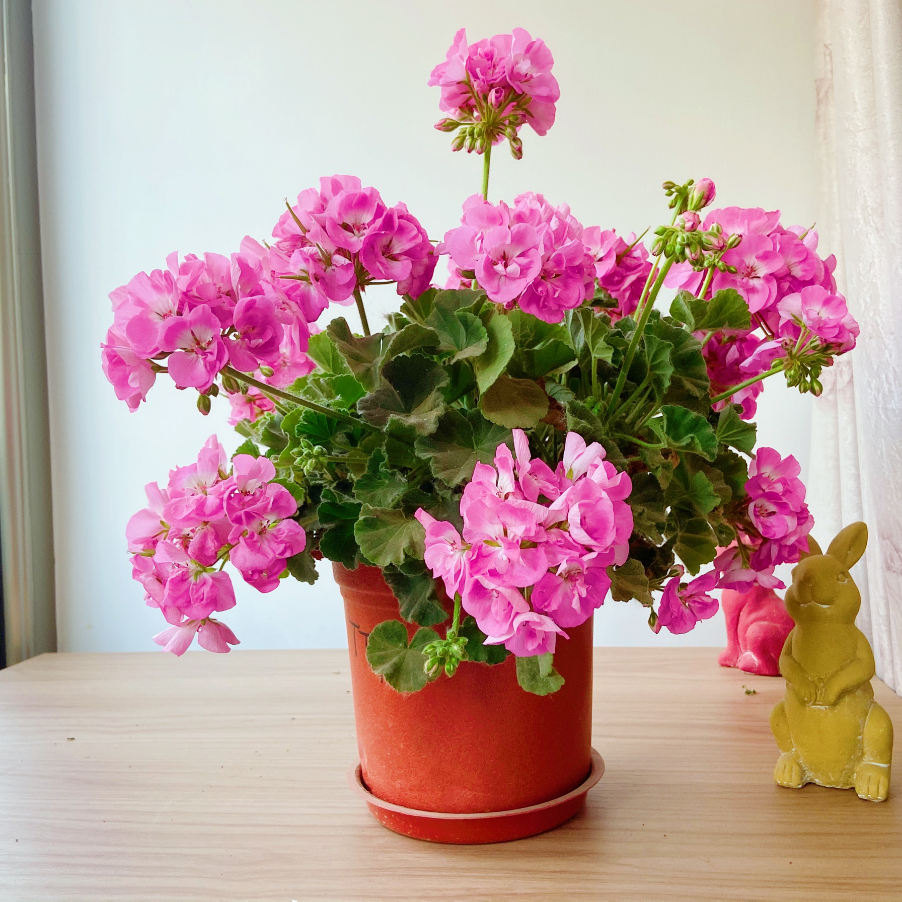 天竺葵花卉盆栽绿植北京包邮送货上门室内室外观赏花草春夏开花好