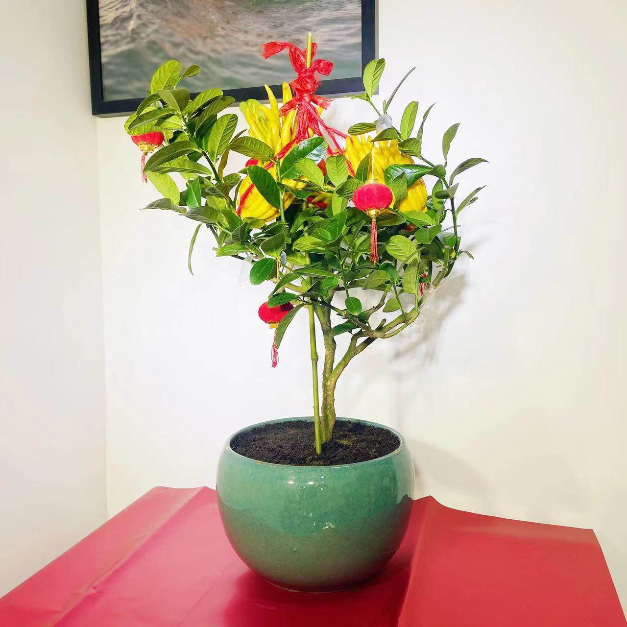 年宵佛手花绿植盆栽礼品喜庆年宵花卉北京送货上门挂果芳香净化空