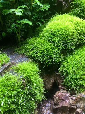 苔藓微景观雨林短绒北京包邮绿植