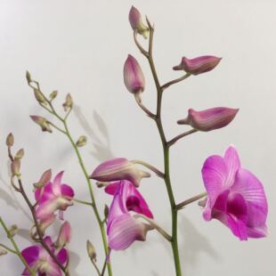 泰国兰跳舞兰花盆栽花卉绿植北京送货上门礼品花教师节好稀有品种