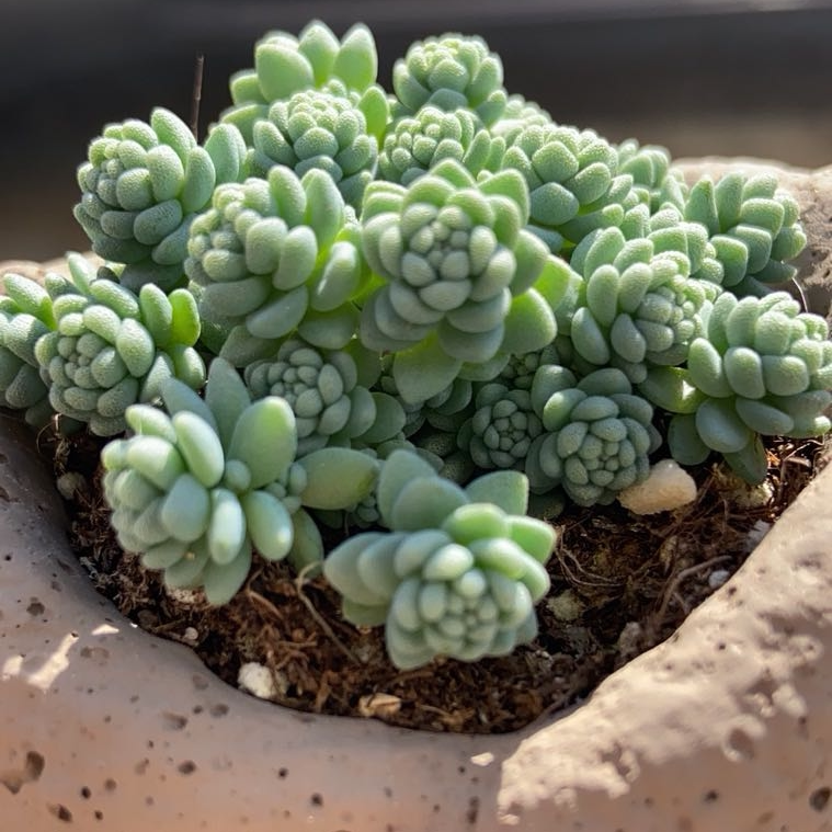 姬星美人多肉植物多肉盆栽绿植花卉净化空气桌面迷你盆栽