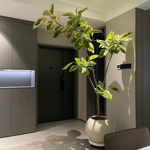 黄金榕室内室外大型盆栽绿植办公室院子客厅喜阳简单好养北京送货